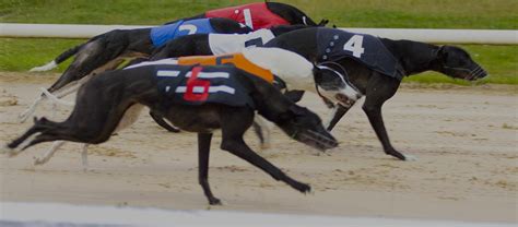 igb.ie upcoming racecards
